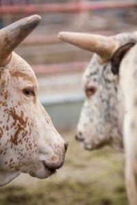 Rodeo bull courtesy of Jan Sonnenmair and WordSong